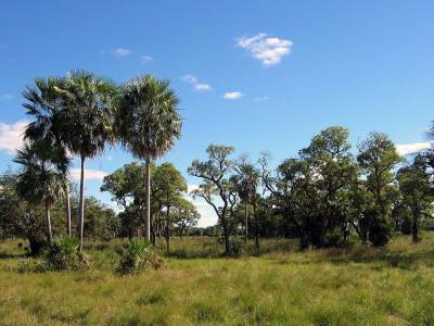 Landscape in the Gran Chaco, Paraguay, May 2004.  Photo by Ilosuna.
