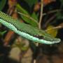 colubridae_-_philodryas_baroni-001.jpg