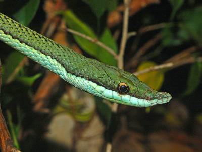 colubridae_-_philodryas_baroni-001.jpg
