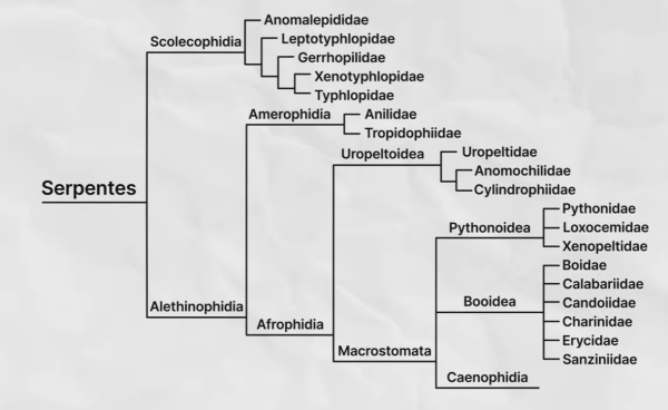 Families within Serpentes Families within Serpentes