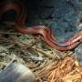 1280px-gfp-red-mountain-racer.jpg