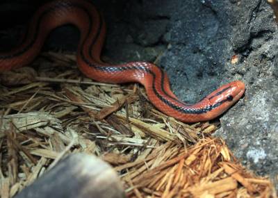 Oreocryptophis porphyraceus coxi, Author: Yinan Chen