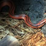 1280px-gfp-red-mountain-racer.jpg 1280px-gfp-red-mountain-racer.jpg