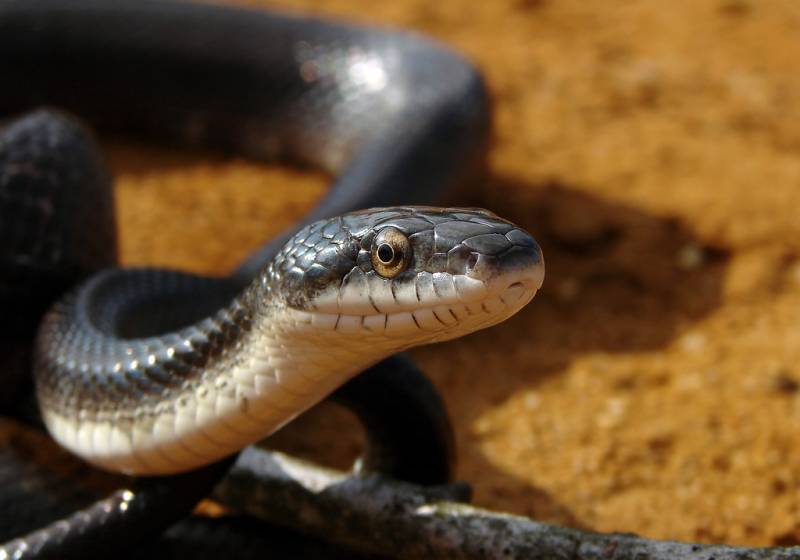 pantherophis_obsoletus.jpg pantherophis_obsoletus.jpg
