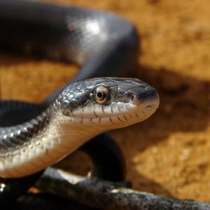 pantherophis_obsoletus.jpg pantherophis_obsoletus.jpg