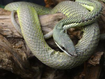 philodryas_baroni_-_vivarium_de_meyrin_01.jpg