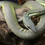 philodryas_baroni_-_vivarium_de_meyrin_01.jpg philodryas_baroni_-_vivarium_de_meyrin_01.jpg